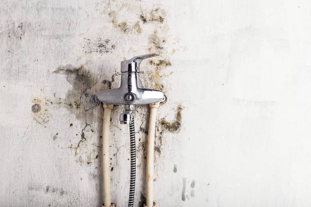 Best Commercial Mold Removal  in Knoxville, TN