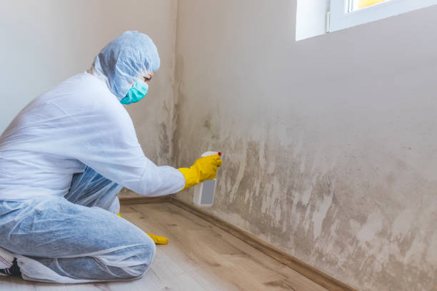 Mold Testing and Removal in Knoxville, TN
