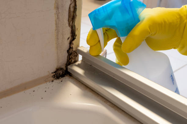 Best Attic Mold Removal  in Knoxville, TN