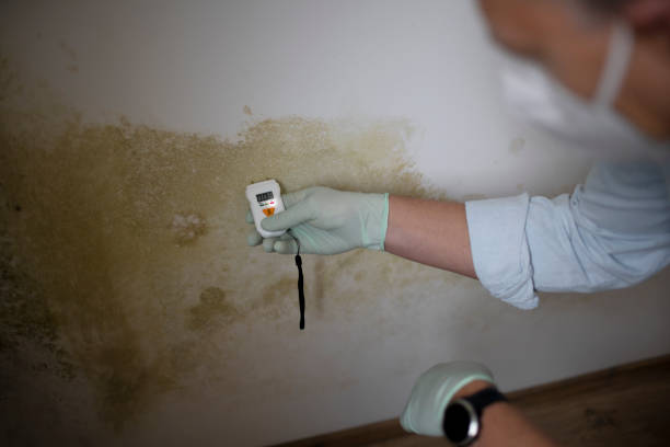 Reliable Knoxville, TN Mold Removal Solutions