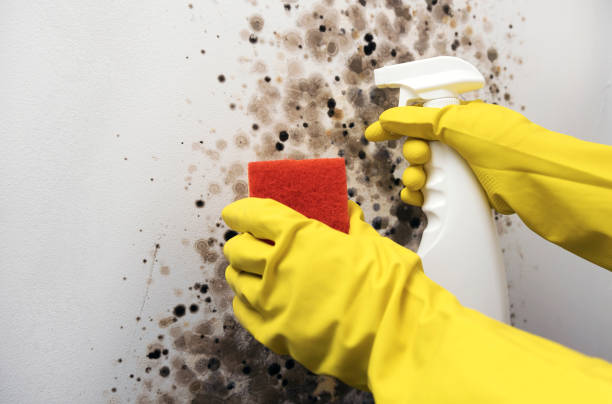 Best Certified Mold Removal  in Knoxville, TN