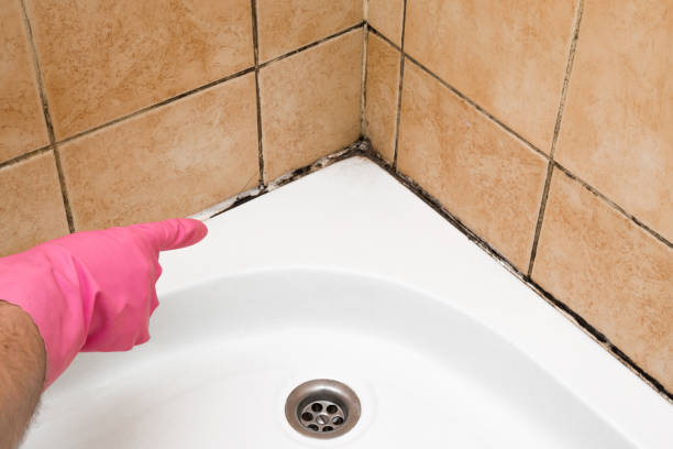 Best Certified Mold Removal  in Knoxville, TN